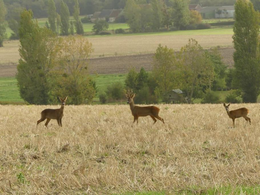 Maison De Bourg Paisible Parcay-sur-Vienne Exteriér fotografie
